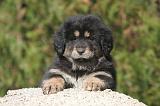 DOGUE DU TIBET 491